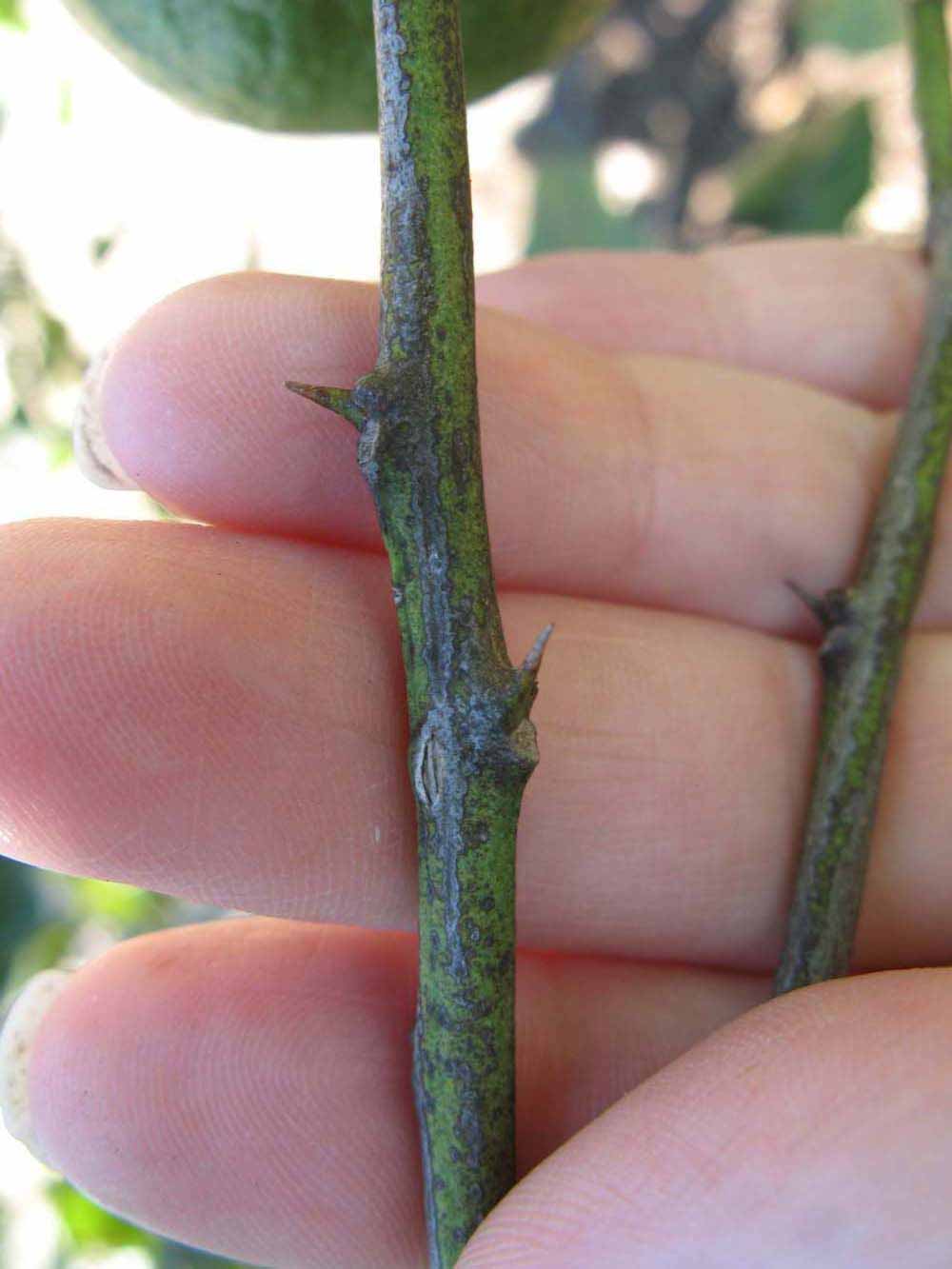              Second - third year twig (Todo del Ano, Winter Haven, FL)       